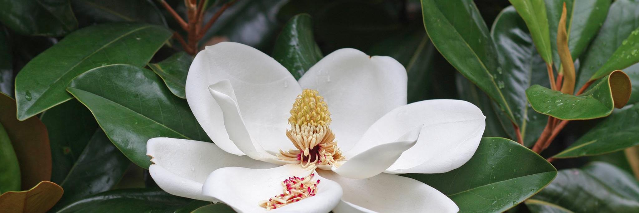 Rethink Mississippi banner