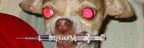 trainerPUGGY Profile Banner