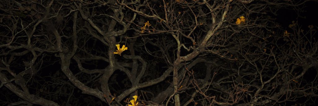Contrastex's profile banner image