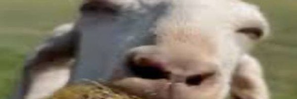 Discostang2 Profile Banner