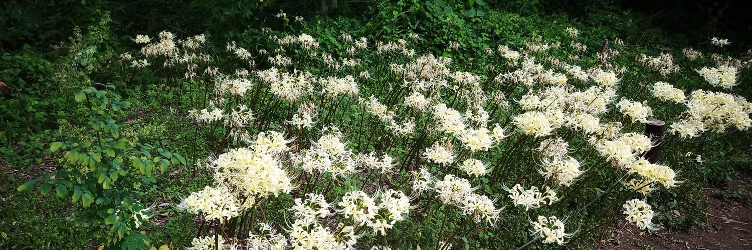 soundjunkie.jp banner