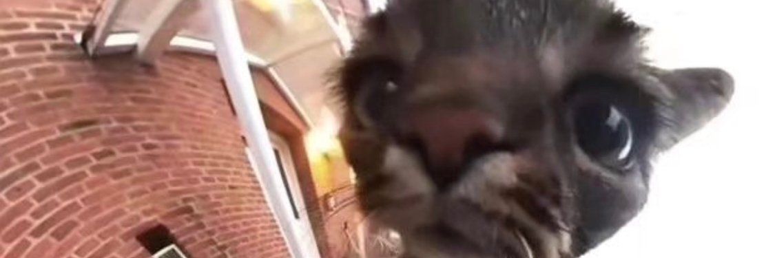 Emperor Chrissy 👑 banner