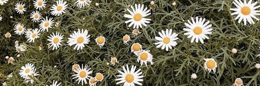 ritayusptri's profile banner image