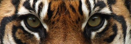 Strypes_6's profile banner image