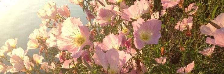 Vi🌸 banner