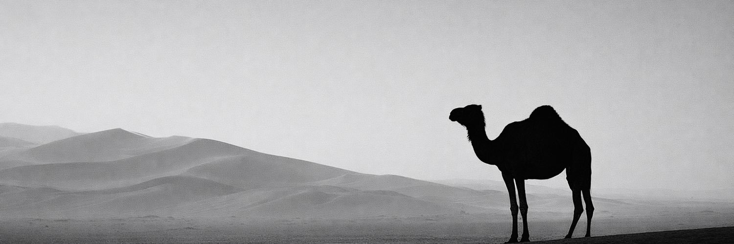 Basel Alotaibi بـاسـل العتيبي banner