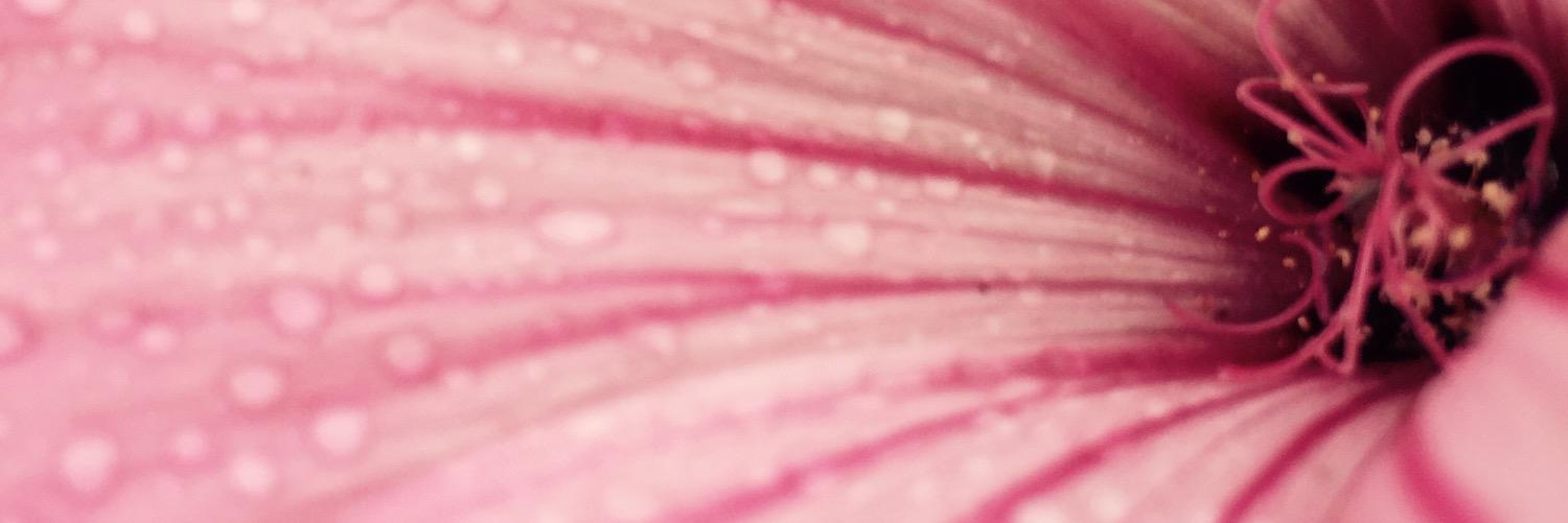 mccarthy_dr's profile banner image