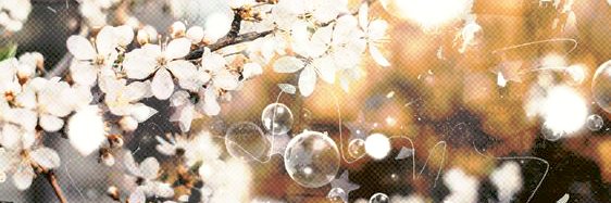 𝗥afandra. banner
