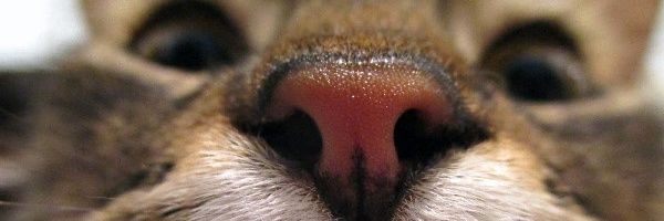 AngeGiustozzi's profile banner image