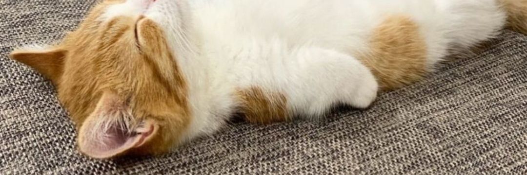Gust0IV. banner