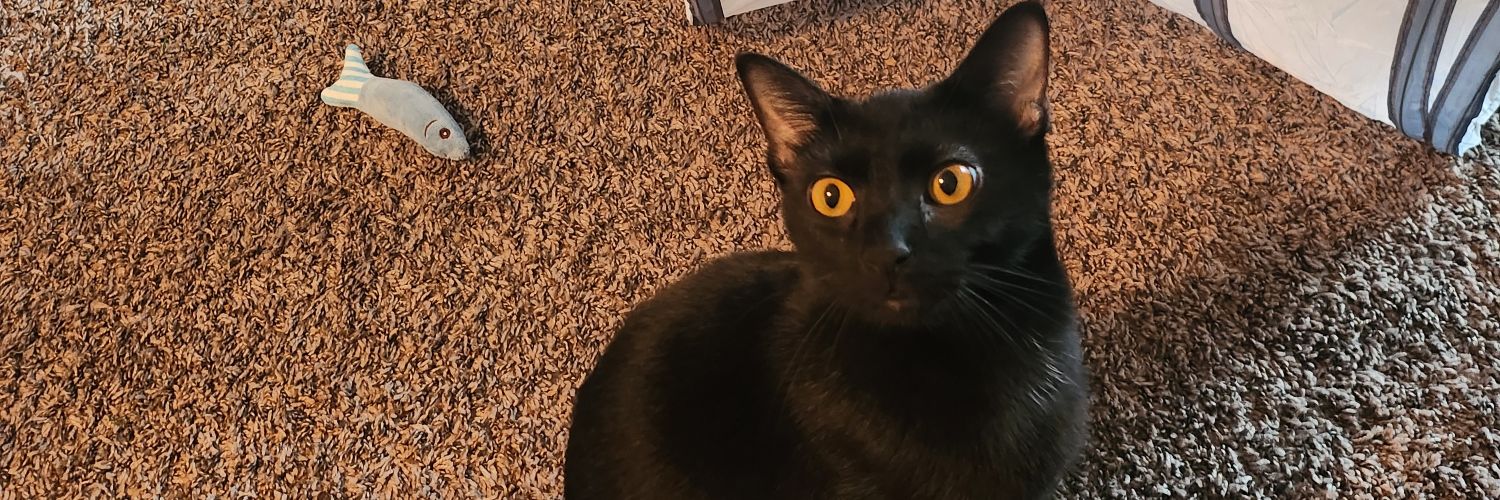saydibug97's profile banner image