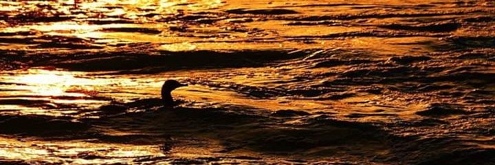 MaraviJ's profile banner image