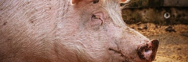 FinagroA's profile banner image