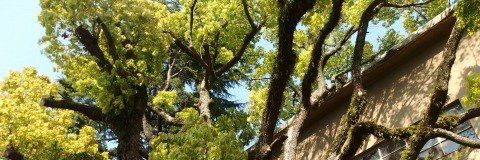 glicine foglia richiesto banner
