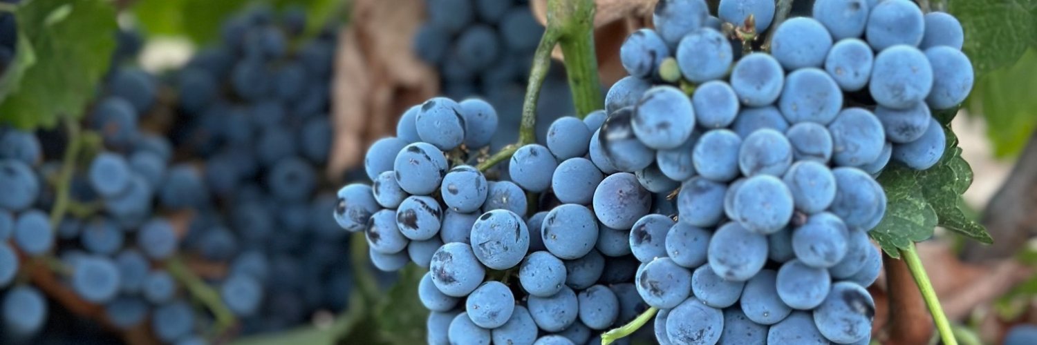 Kurtural Family Vineyards banner