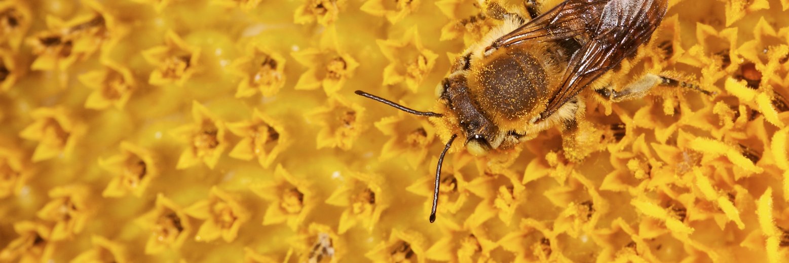 Jeff Bradshaw 🌾🐞 banner