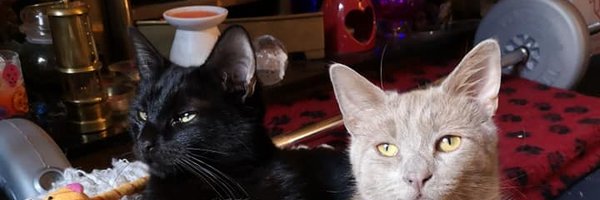 Yambabe64 Profile Banner