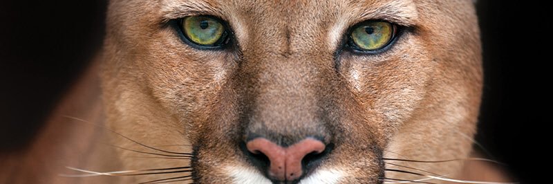 Van Wert High School banner