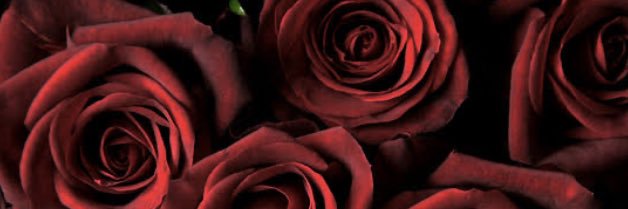 Rose_1850's profile banner image