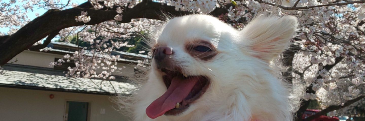 hukutyo's profile banner image