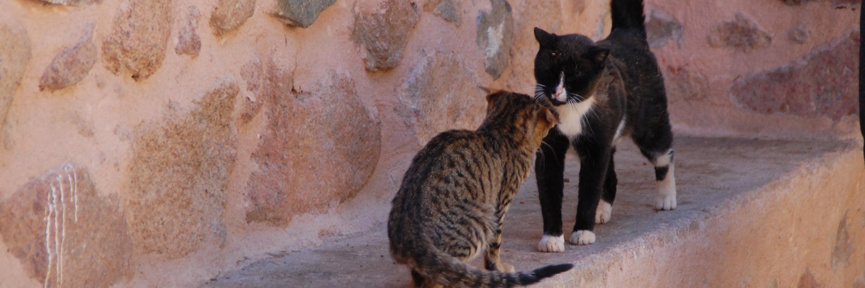 とろろ_例大祭(5/4)_B13ab banner