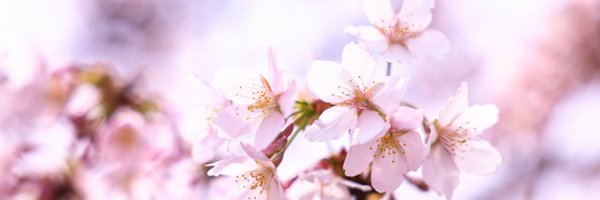 m26hydrangea Profile Banner