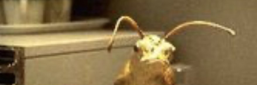 33|Adayreyesg banner