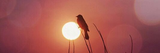 muslima266's profile banner image
