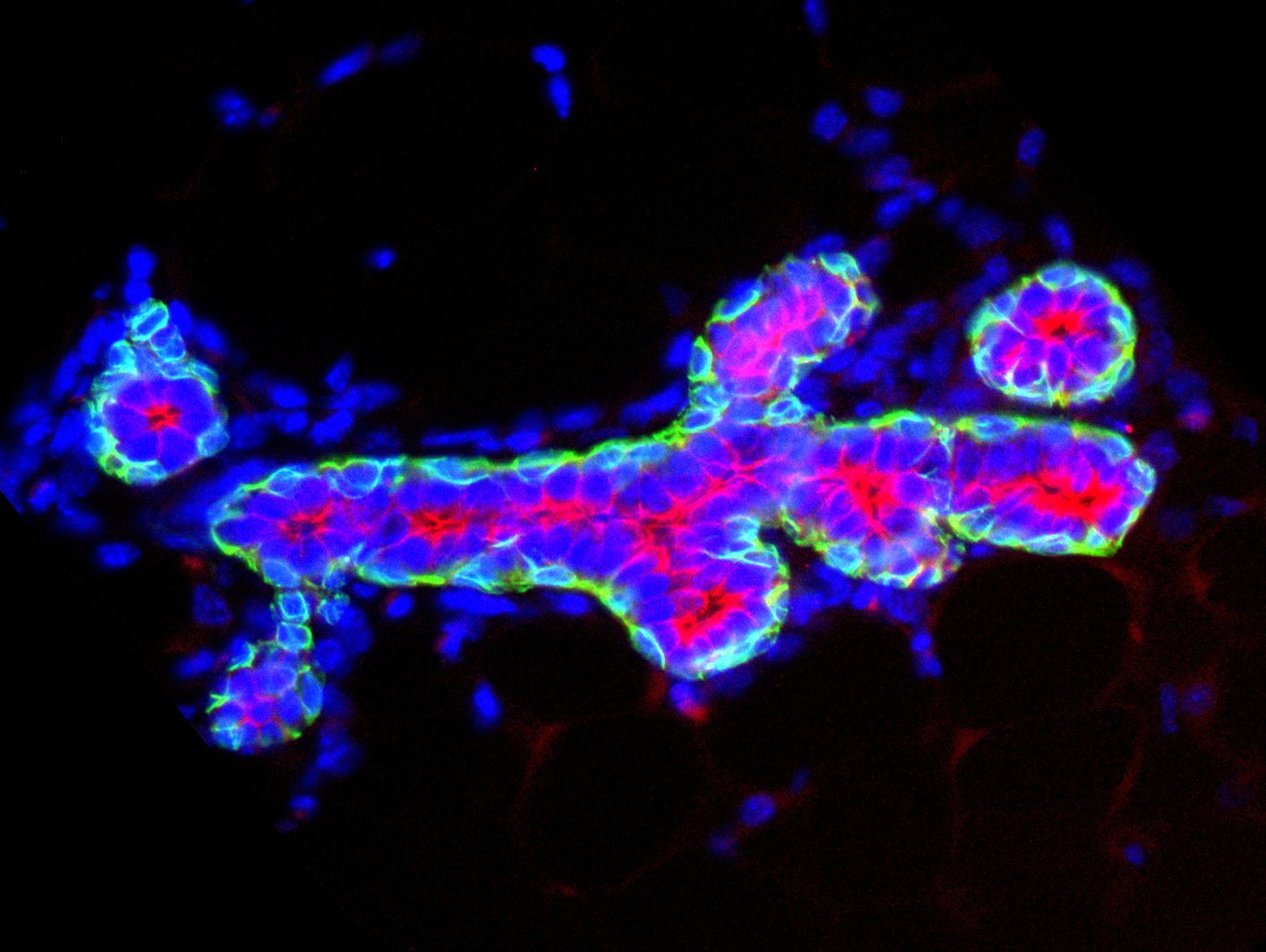 Journal of Mammary Gland Biology and Neoplasia's banner
