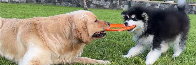 Callie!🔜 FD!! banner