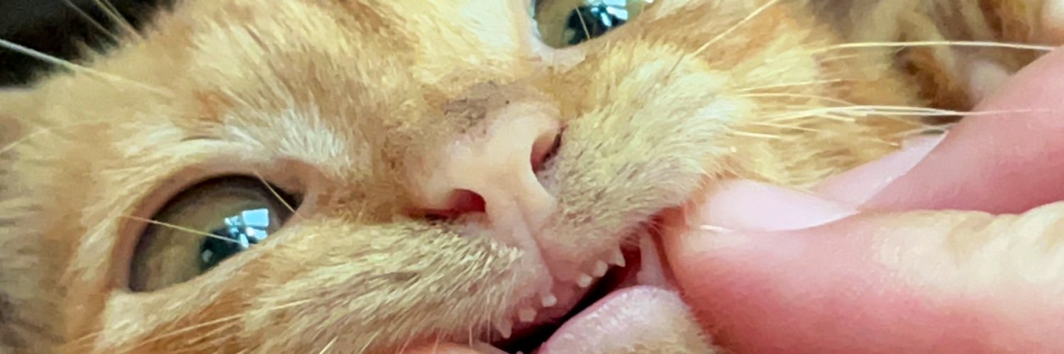 itsnotfatimaa's profile banner image