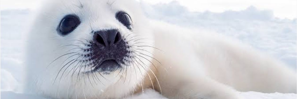 占い師　アザラシオン　渡瀬うた🩷🩷🩷うたよ！これがペガサスだ！ banner