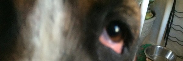 ijlyttle Profile Banner