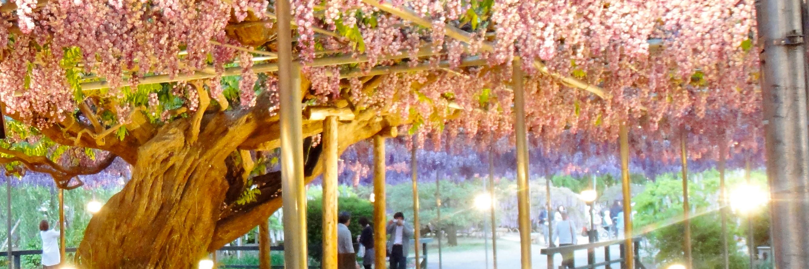 Gonzalo del Castillo banner