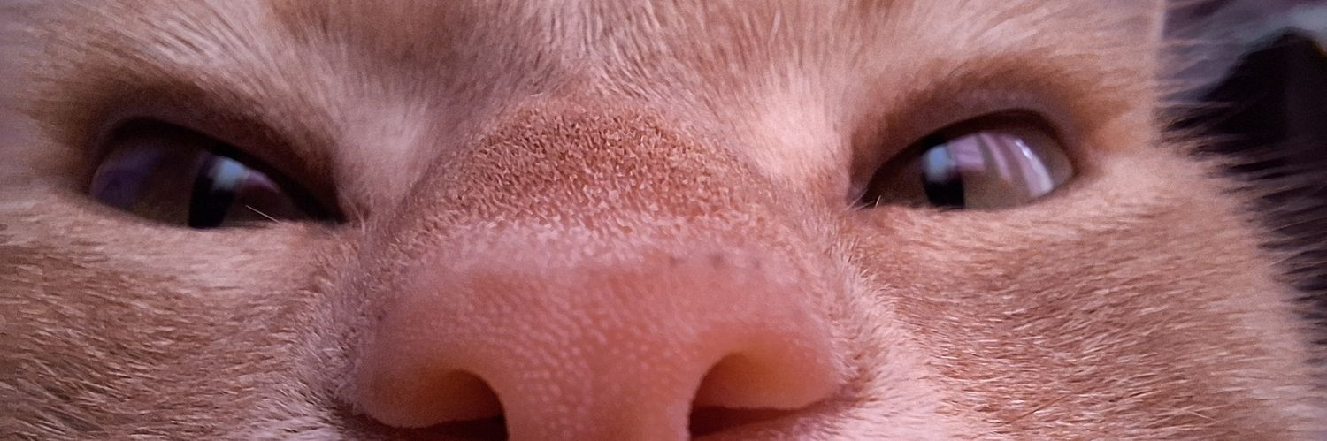 LeinkaTc's profile banner image