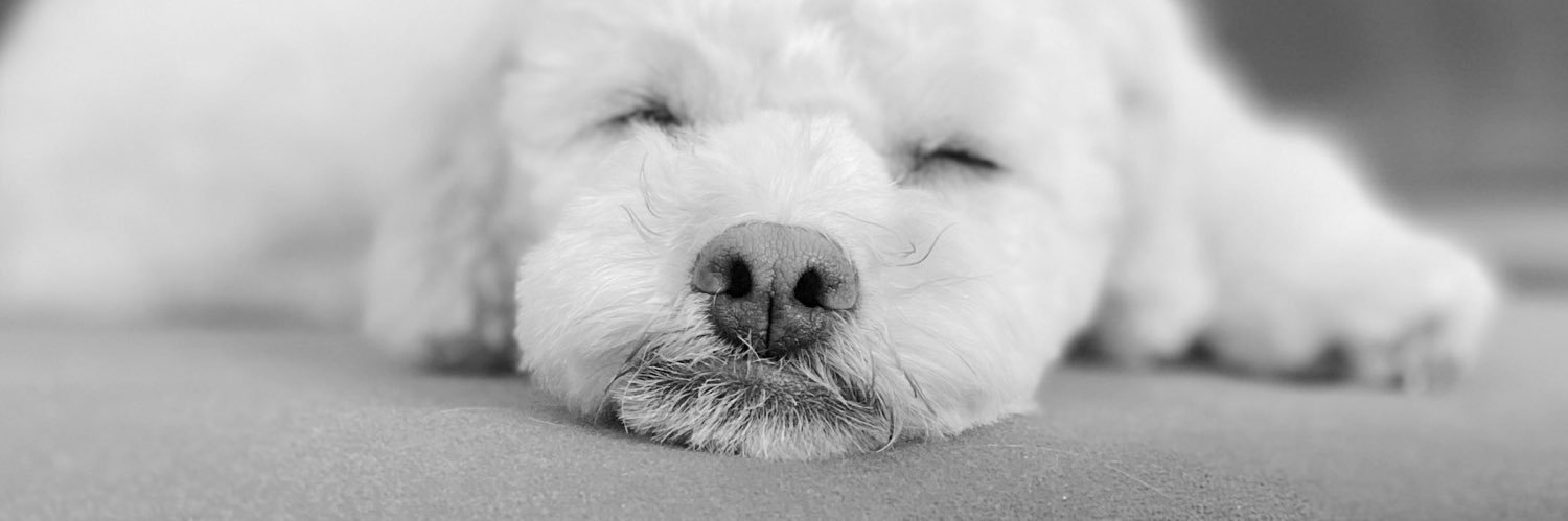 romilujann's profile banner image
