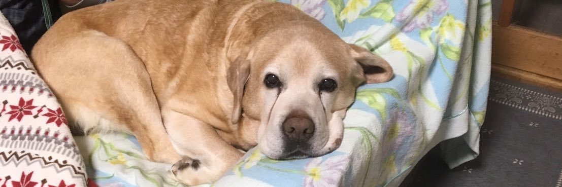 あいかあさん(Mika Hirata) banner