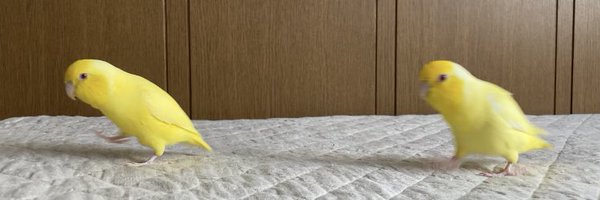 rex_mame Profile Banner