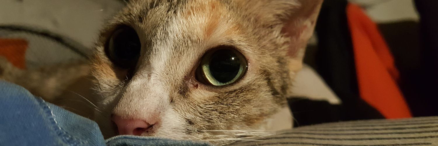 mayDimplesAko's profile banner image