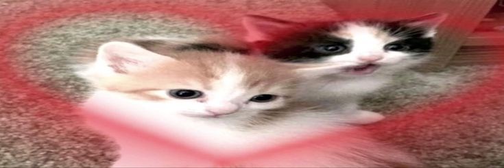 erovsq's profile banner image
