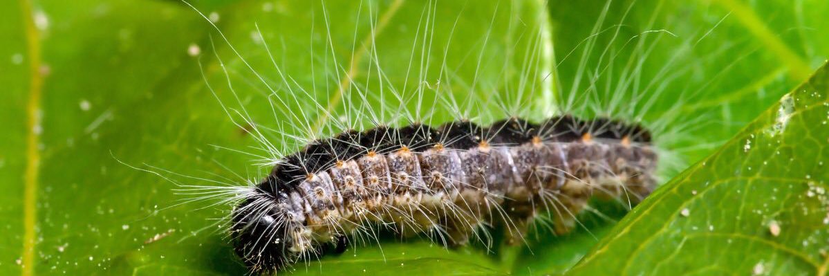 Eikenprocessierups Almere banner