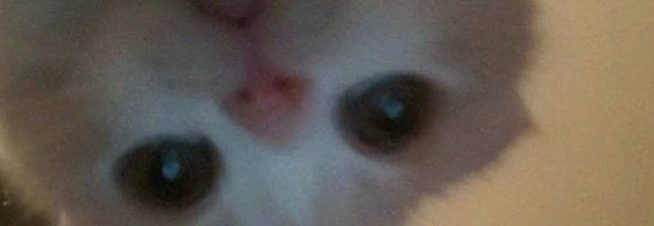 mongneverdied's profile banner image