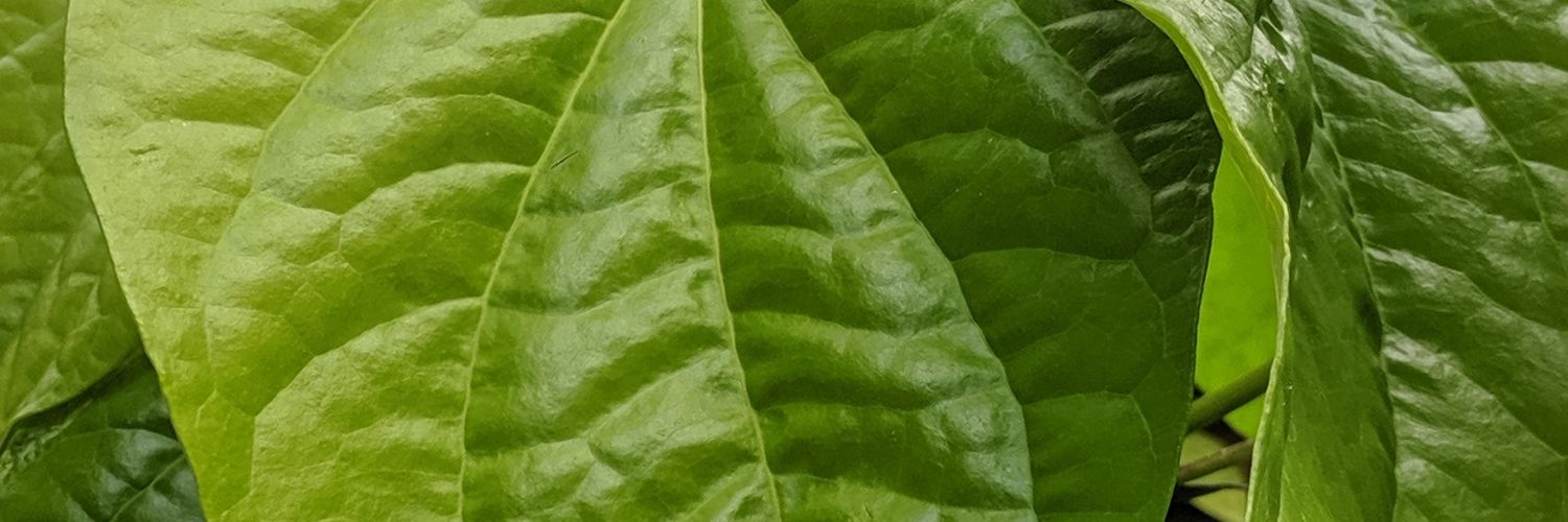 ii_lemo's profile banner image