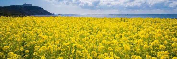 あきはる aki haru banner