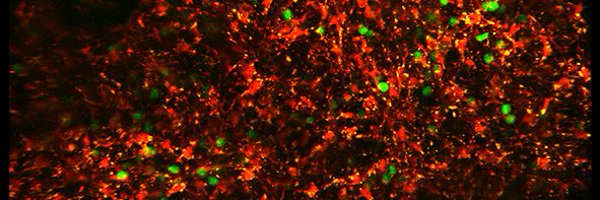 JingZhixin Profile Banner