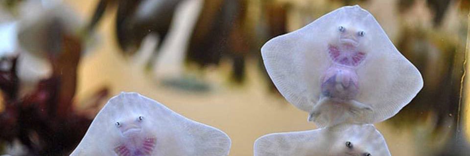 ⚜️🪶🪶🪶VertR⚜️'s banner