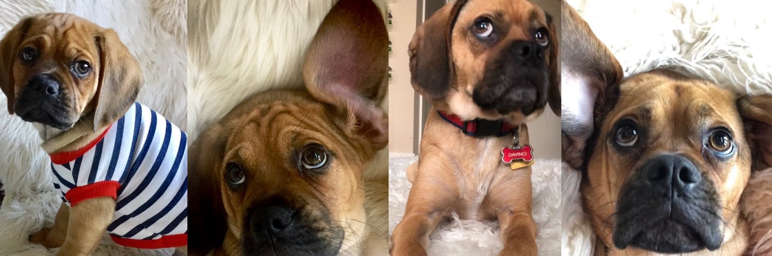 Cpl. Davinci leonardo banner