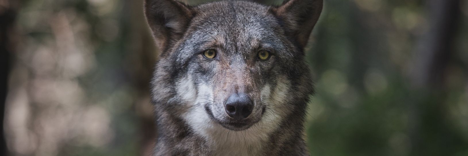 🔥 🐺 banner