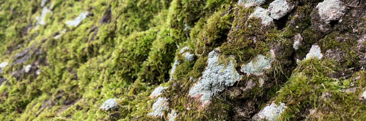 Léa 🐌🌱 / snailbug banner