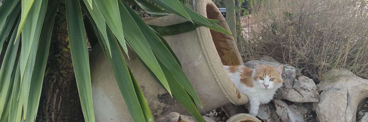 pepsypollo's profile banner image